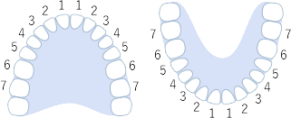 上顎14本・下顎14本