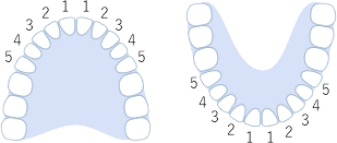 上顎10本・下顎10本